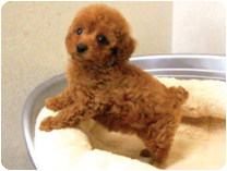 トイプードル