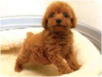 トイプードル by NIPPON PET（大垣）