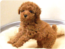 トイプードル by NIPPON PET（大垣）