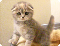 スコティッシュフォールド