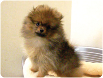 ポメラニアン by NIPPON PET（大垣）