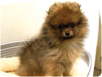 ポメラニアン