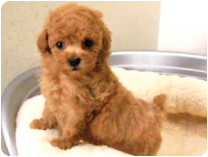 トイプードル by NIPPON PET（大垣）