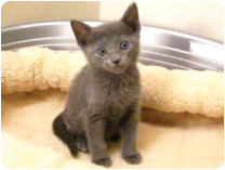 ロシアンブルー