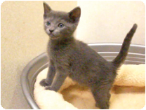 ロシアンブルー by NIPPON PET（大垣）