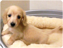 カニンヘンダックスフンド