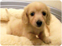 カニンヘンダックスフンド by NIPPON PET（大垣）