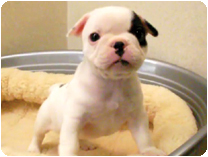 フレンチブルドッグ by NIPPON PET（大垣）