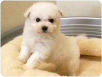 ビション・フリーゼ