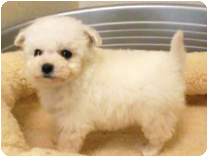 ビション・フリーゼ by イズミペット（岐阜）