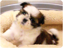 シーズー by イズミペット（岐阜）