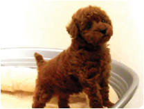 トイプードル by イズミペット（岐阜）