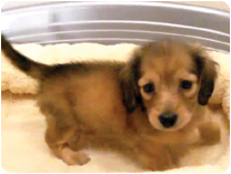 カニンヘンダックスフンド