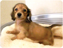 カニンヘンダックスフンド by イズミペット（岐阜）