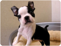 ボストンテリア