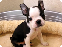 ボストンテリア by イズミペット（岐阜）