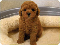 トイプードル by イズミペット（岐阜）