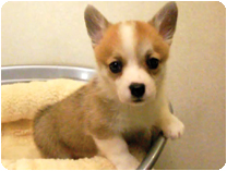 ウェルシュ・コーギー・ペンブローク