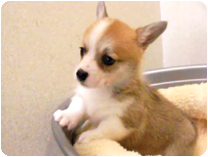 Ｗ・コーギー・Ｐ by イズミペット（岐阜）