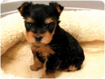 ヨークシャーテリア