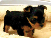 ヨークシャーテリア by イズミペット（岐阜）