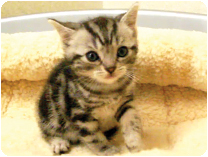 アメリカンショートヘアー