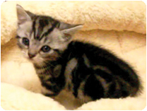 アメリカンショートヘアー by NIPPON PET（大垣）