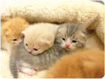 スコティッシュフォールド出産情報