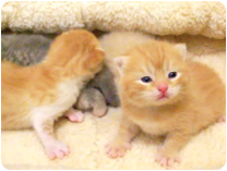 スコティッシュフォールド 出産情報 by NIPPON PET（大垣）