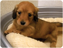 カニンヘンダックスフンド