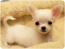 チワワ（ロングコート）