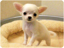 チワワ（ロングコート） by イズミペット（岐阜）