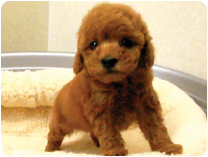 トイプードル by イズミペット（岐阜）