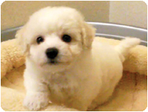 ビション・フリーゼ