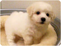 ビション・フリーゼ by イズミペット（岐阜）