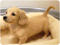 ミニチュアダックス(ロングーヘアー)