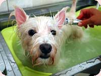 モコ君&クッキー君