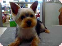 ファーメイクシャンプー＆トリートメント