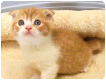 スコティッシュフォールド by NIPPON PET（大垣）