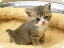 スコティッシュフォールド