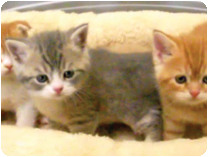 スコティッシュフォールド by NIPPON PET（大垣）