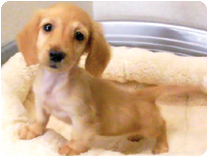 ミニチュアダックスフンド