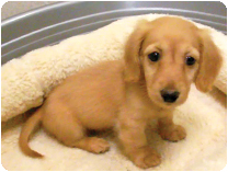 ミニチュアダックスフンド（ロングヘアー） by NIPPON PET（大垣）