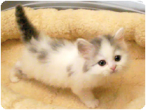 スコティッシュフォールド