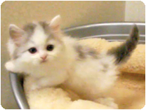 スコティッシュフォールド by NIPPON PET（大垣）