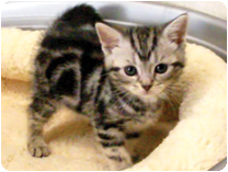 アメリカンショートヘアー