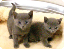 ロシアンブルー