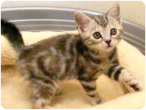 アメリカンショートヘアー