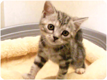 アメリカンショートヘアー by NIPPON PET（大垣）