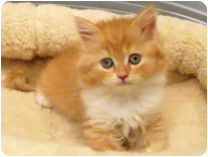 スコティッシュフォールド